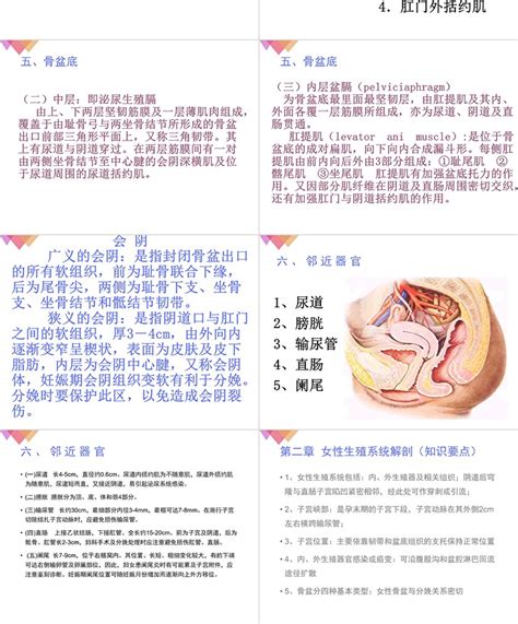 女人的生殖器|女性生殖器官解剖图